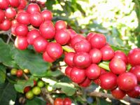 Robusta green coffee beans