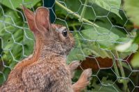 Galvanised Steel Wire with A Hexagonal Shape Mesh/Hexagonal Galvanised Wire Netting