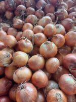 Organic  red and yellow onions