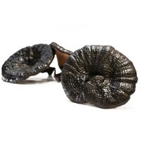 Hong Kong Qitai Wild Ganoderma Lucidum