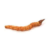 Hong Kong Qitai Cordyceps King