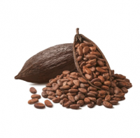 Dried Raw Cocoa Beans