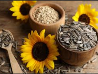 Hot selling sunflower seed