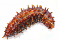 Sea cucumber for Sale 