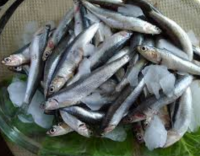 Frozen Fish Anchovies for sale in cheap price 