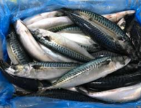 Frozen Mackerel fish for sale 