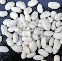 Wholesale White Kidney Beans Large Size White Kidney Beans Export