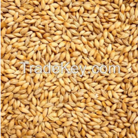 Wheat Grain Export in Cheap price 