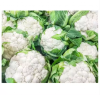 Fresh White Cauliflower for Sale 