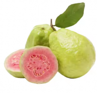 Fresh Guava for Sale 
