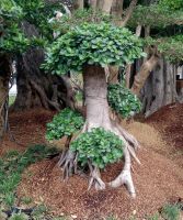 Ficus Micropana (Dollar Banyan/Korean Banyan Bonsai)