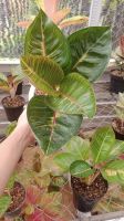 Aglaonema - Wide Variety for Export