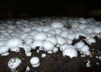 Mushroom From Turkey