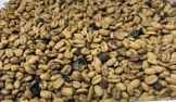 civet  kopi luwak