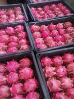 Fresh Red Dragon Fruit