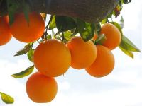 dates, olive oil, citrus fruits