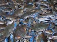 Blue Crab