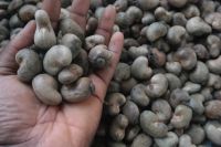 Cashew