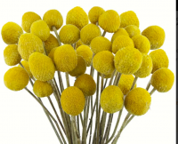 Dried craspedia