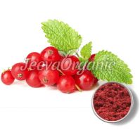 Cranberry Extract Powder 4:1
