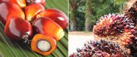 NaturaPalm Oil, BioKernel Shells