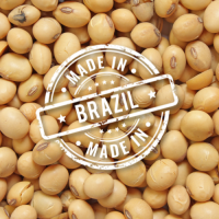 Soybean 