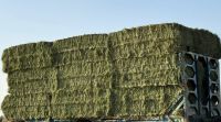 Rhodes Grass