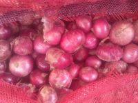 Onion
