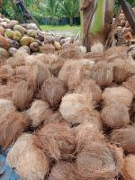 Semi Husked Coconut 