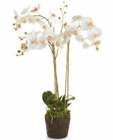 Orchid
