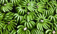 Cavendish Banana G9