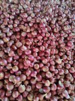 Onion