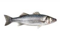 sea bass, sea bream, sardines, catfish