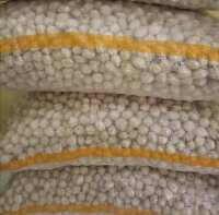 Candlenut