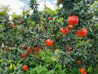 INDIAN POMEGRANATE