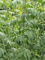 Raspberry Leaf Tea Wholesale Raspberry Leaves Fu Pen Zi Ye Natural Sweetness Raw Leaf