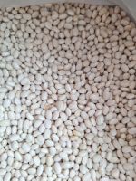 White beans