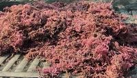 Eucheuma Cottonii