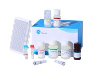 Human IL-6 (Interleukin 6) ELISA Kit