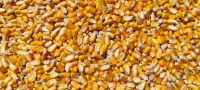 Paraguayan Maize (Organic &amp;amp; Conventional)