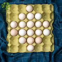 Egg Trays 30 Chicken Eggs Paper Pulp PTPACK Recycled Cardboard Egg Trays