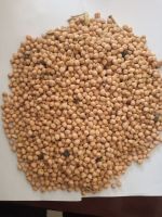 Chickpea