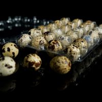 Recyclable Plastic Quail Egg Tray Clear Quail Egg Cartons Plastic Stackable Egg Storage Box for Farm Supermarket Kitchen