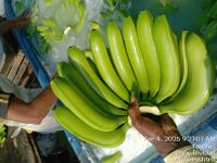 fresh banana 