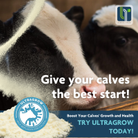 Calf Milk Replacer