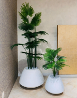 Zenith White Stone Planters with Large and Small Livistona plants.