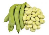 Premium Faba Bean Protein Isolate & Concentrate for Food Industry