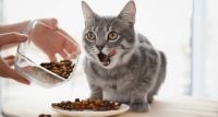 Cat Food Pre-Mix with Taurine Ideal for Pet Food Manufacturers