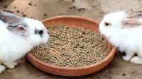 Premium Rabbit Grower Mash Fast Growth & High Protein Feed