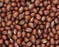 Grade A Adzuki Beans Ã¢ï¿½ï¿½ Bulk Supply, Organic & Conventional